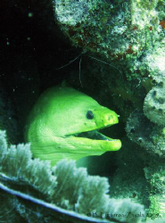 Green Moray and cleaning shrimp, Puerto Morelos, Riviera ... by Baruch Figueroa-Zavala 